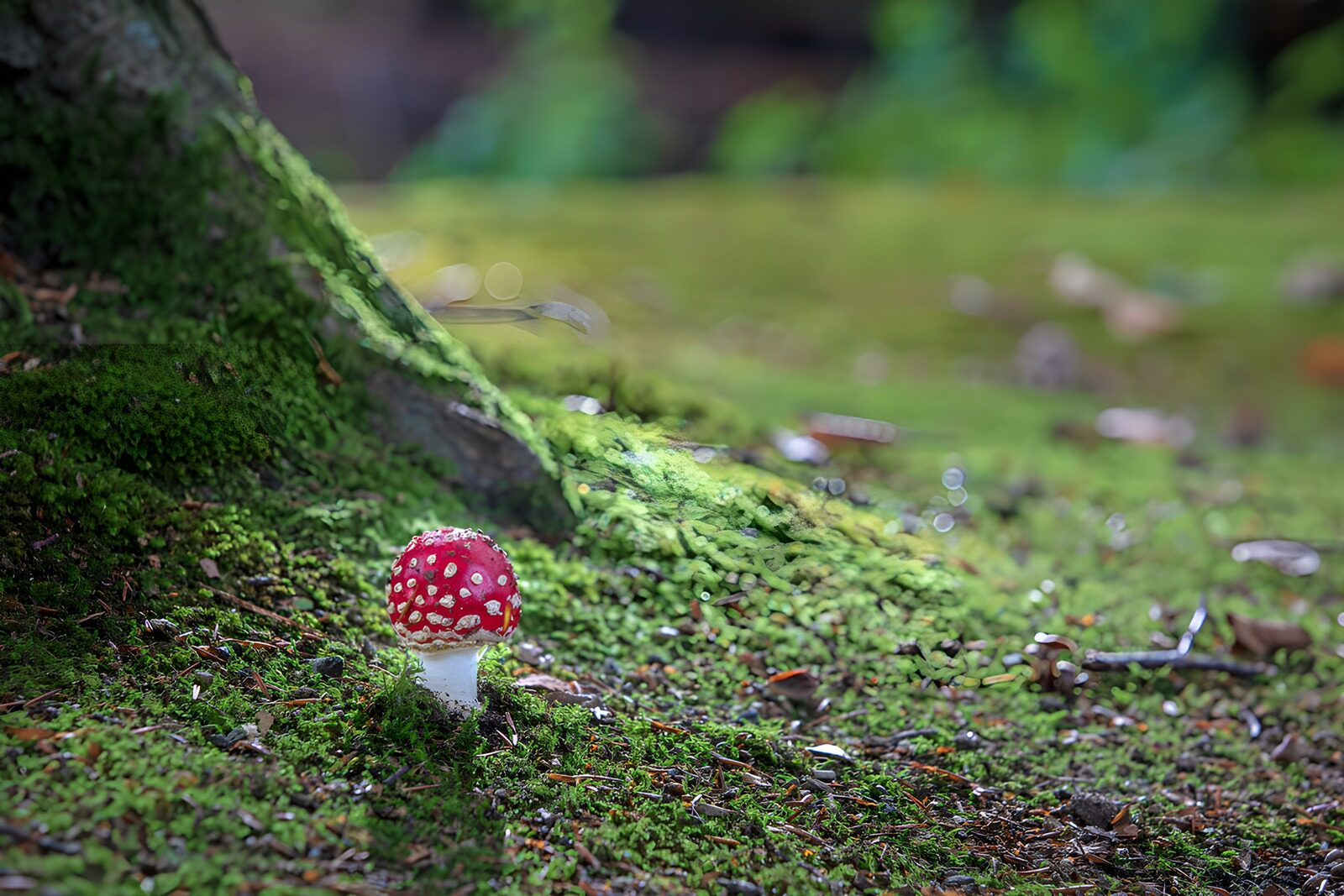 OCCOM7326705: Enchanting Red Mushroom in the Forest