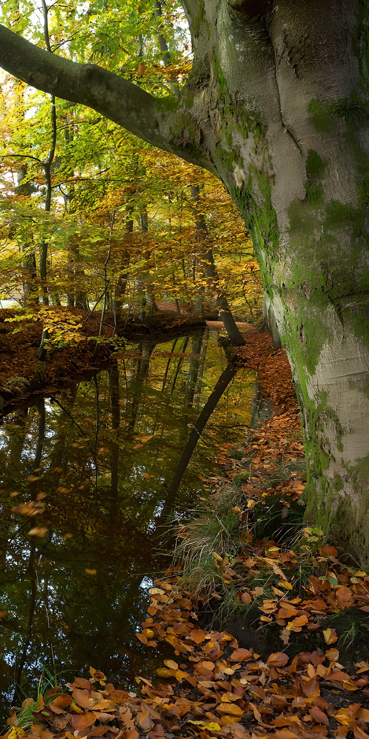 OCCOM6552647: Tranquil Autumn Reflection