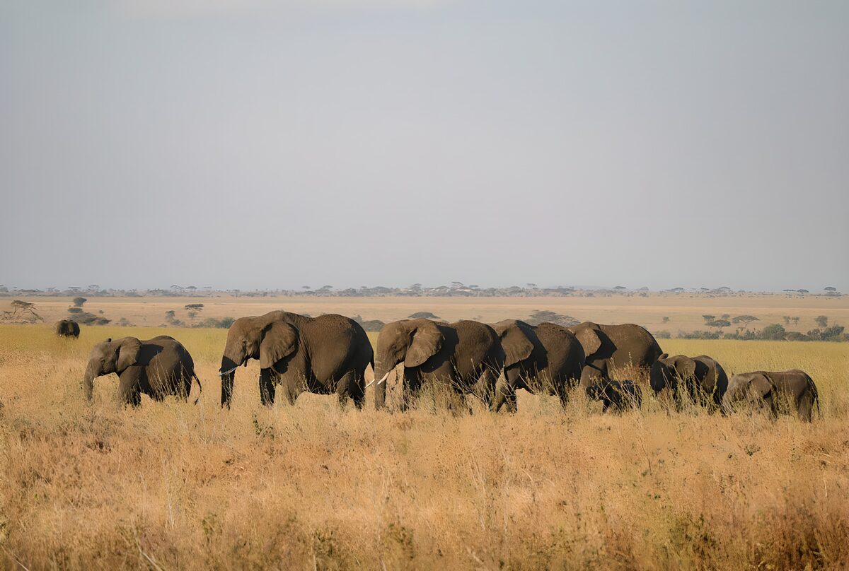 Graceful Giants of the Savannah