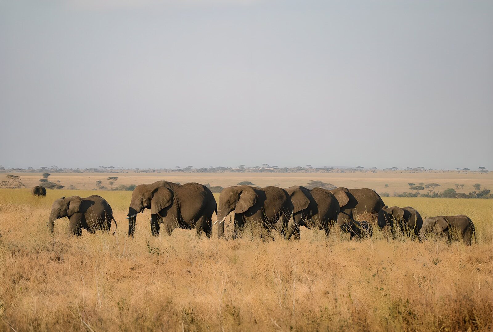 OCCOM5748661: Graceful Giants of the Savannah
