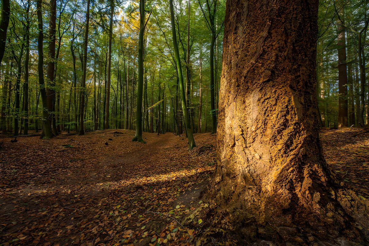 Tranquil Forest Pathway at Dusk