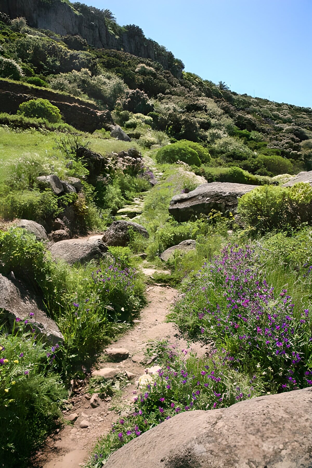 OCCOM3499630: Scenic Trail Through Flowering Hills