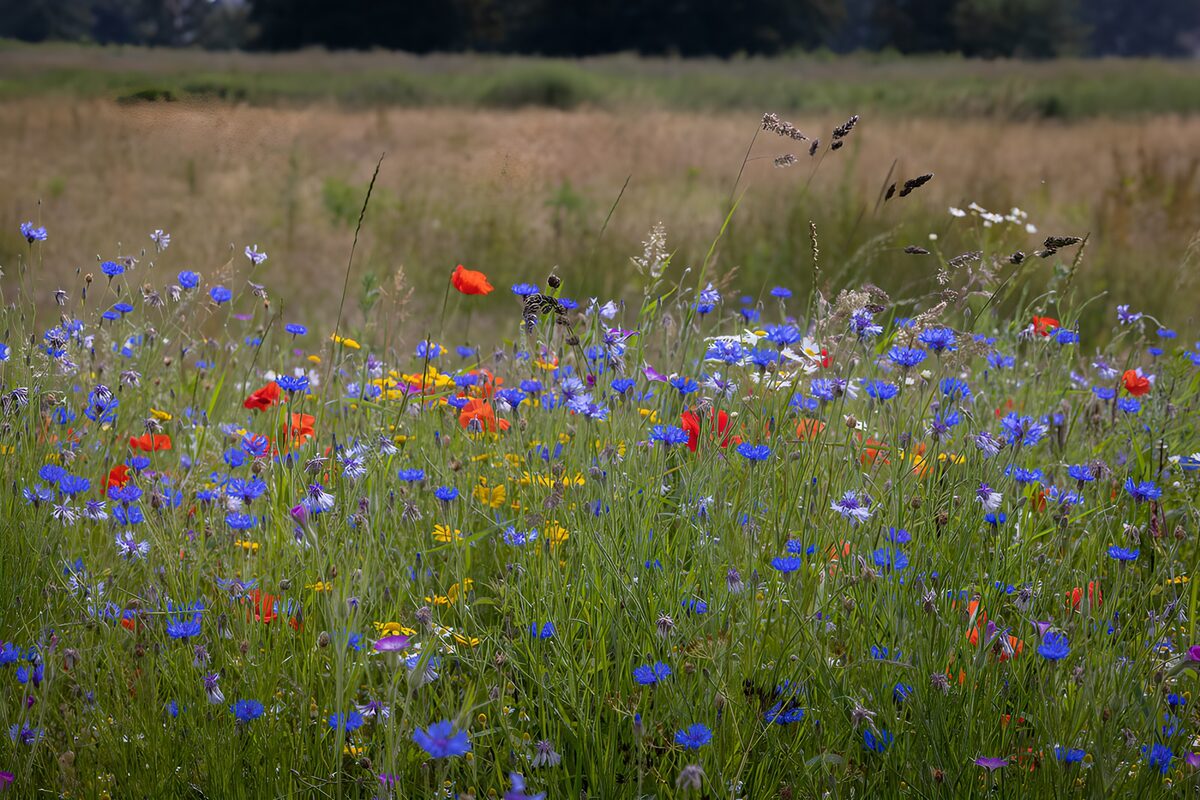 OCCOM1873252: Vibrant Wildflower Meadow