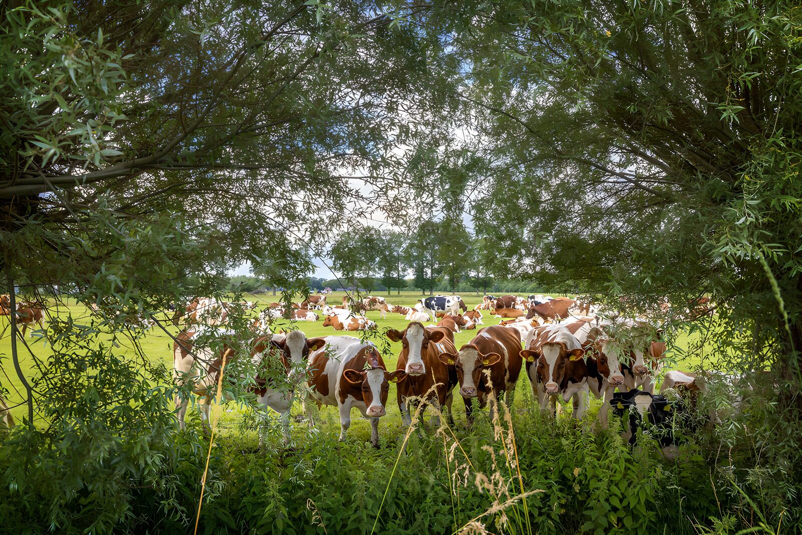 OCCOM2043143: Cows in a Lush Meadow