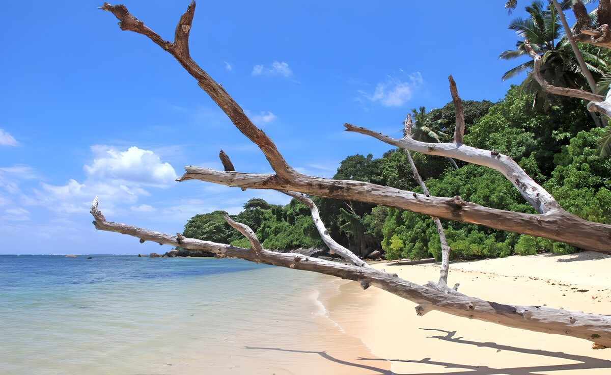 OCCOM7056829: Serene Beach with Driftwood