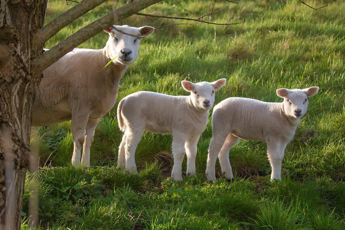 Mother Sheep with Twin Lambs in Pasture