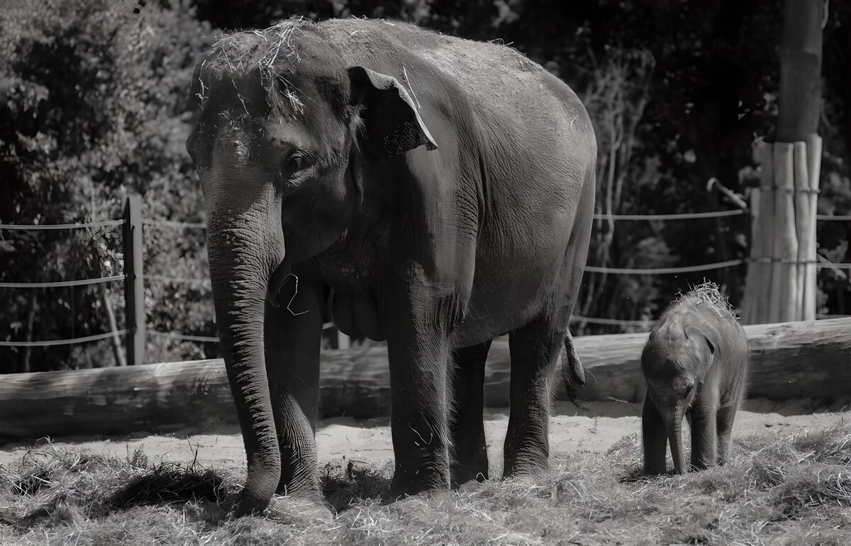 Mother and Baby Elephants Together