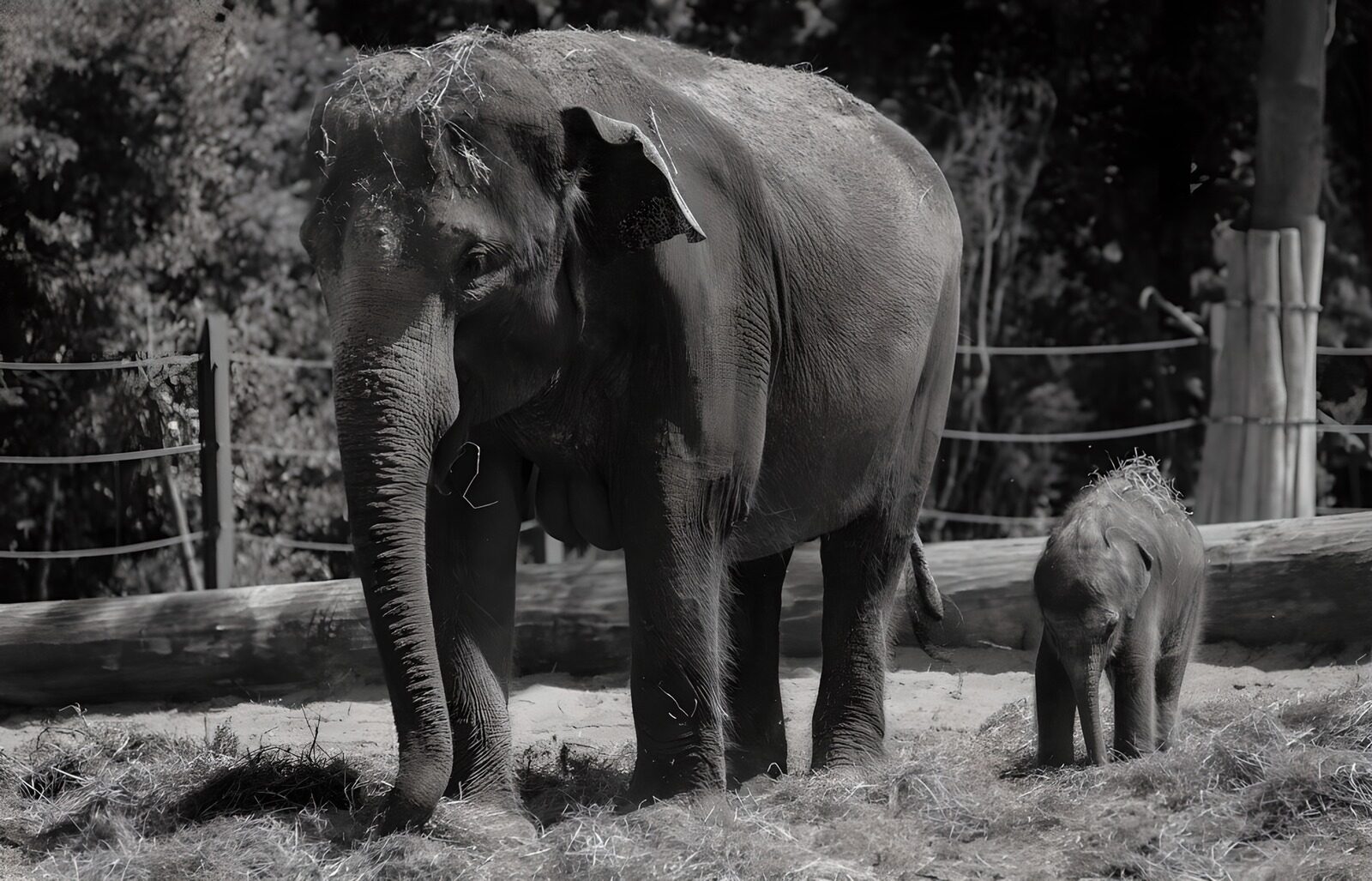 OCCOM3756769: Mother and Baby Elephants Together
