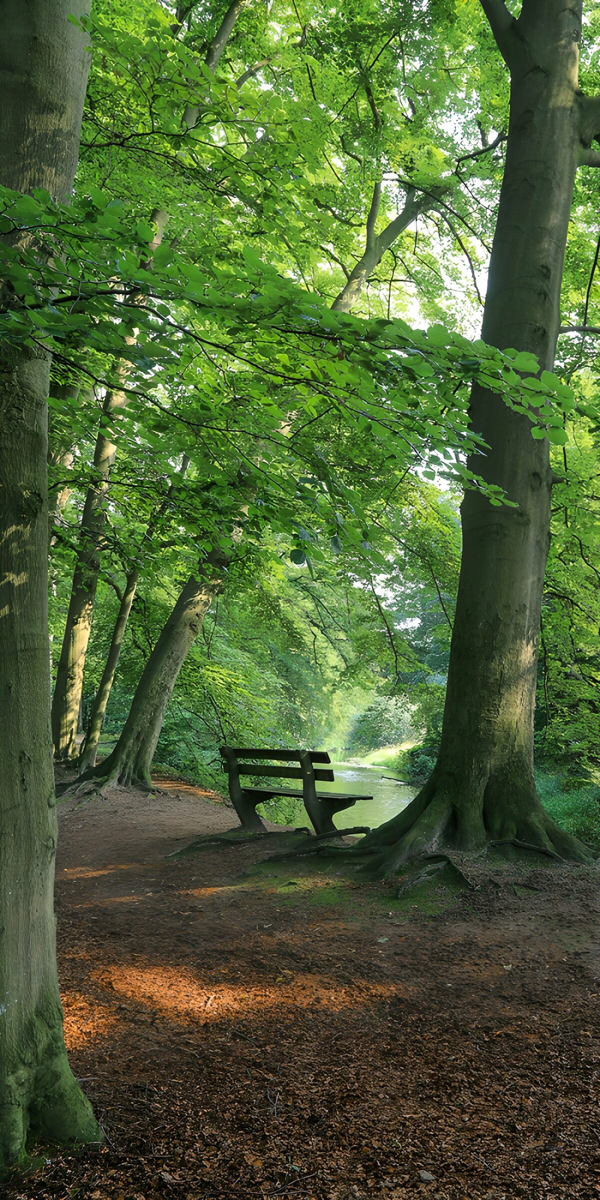 OCCOM1192875: Serene Forest Pathway with Bench