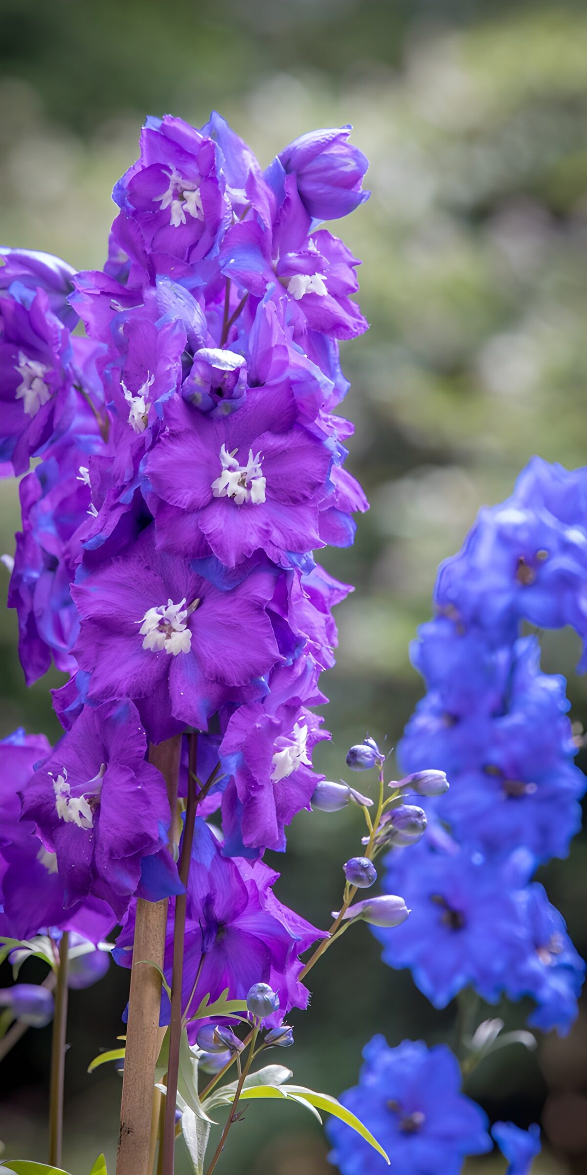 OCCOM2477870: Vibrant Delphiniums in Bloom