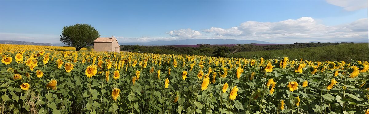Sunflower Fields Under a Blue Sky