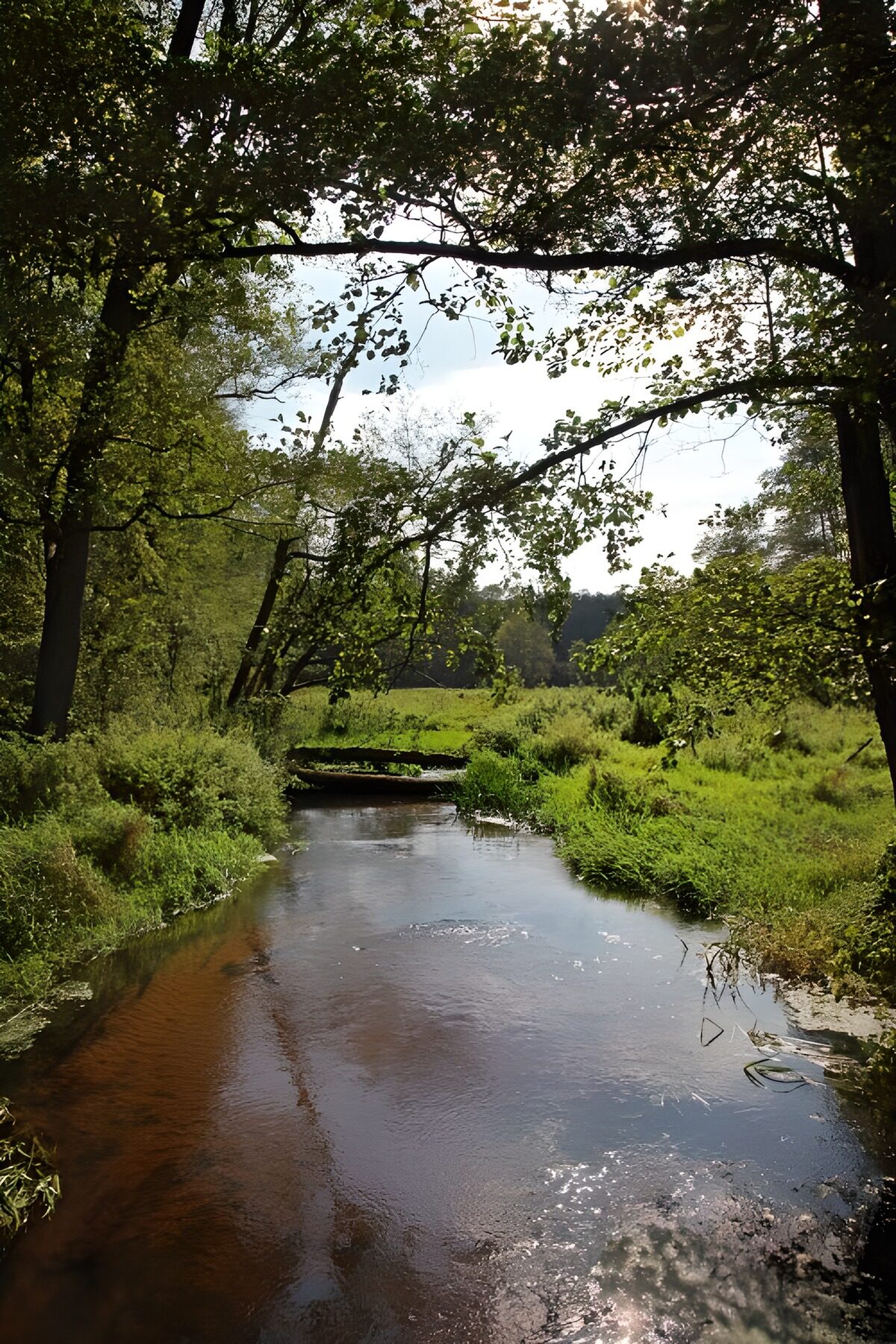 OCCOM2577746: Serene Stream in Nature's Embrace