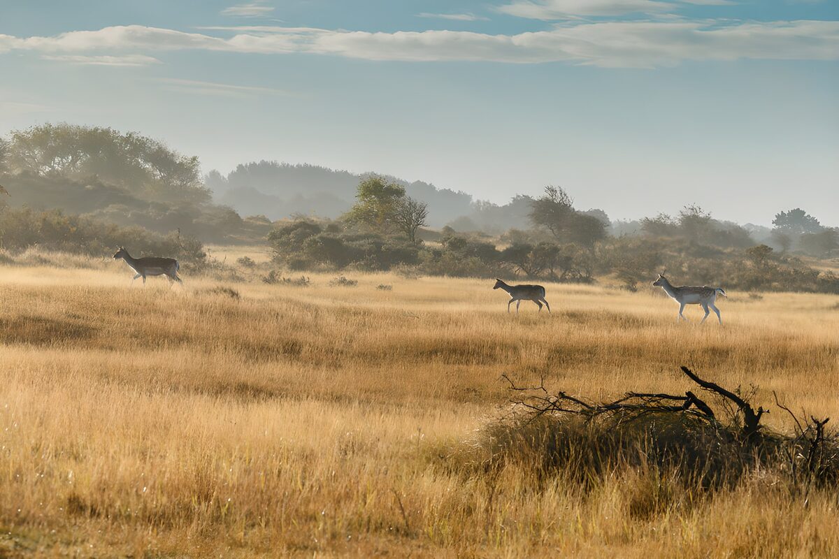 OCCOM5855430: Grazing Deer in Misty Meadow