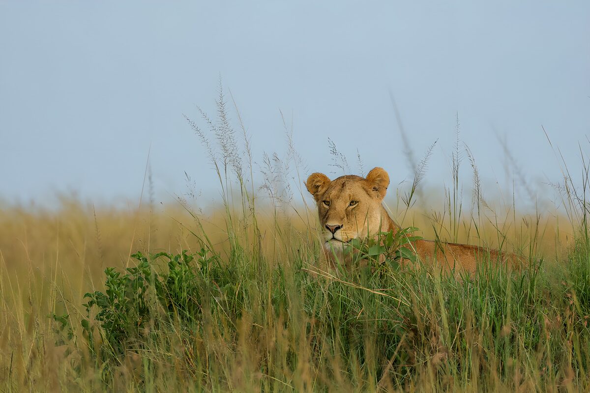 Majestic Lioness in Tall Grass