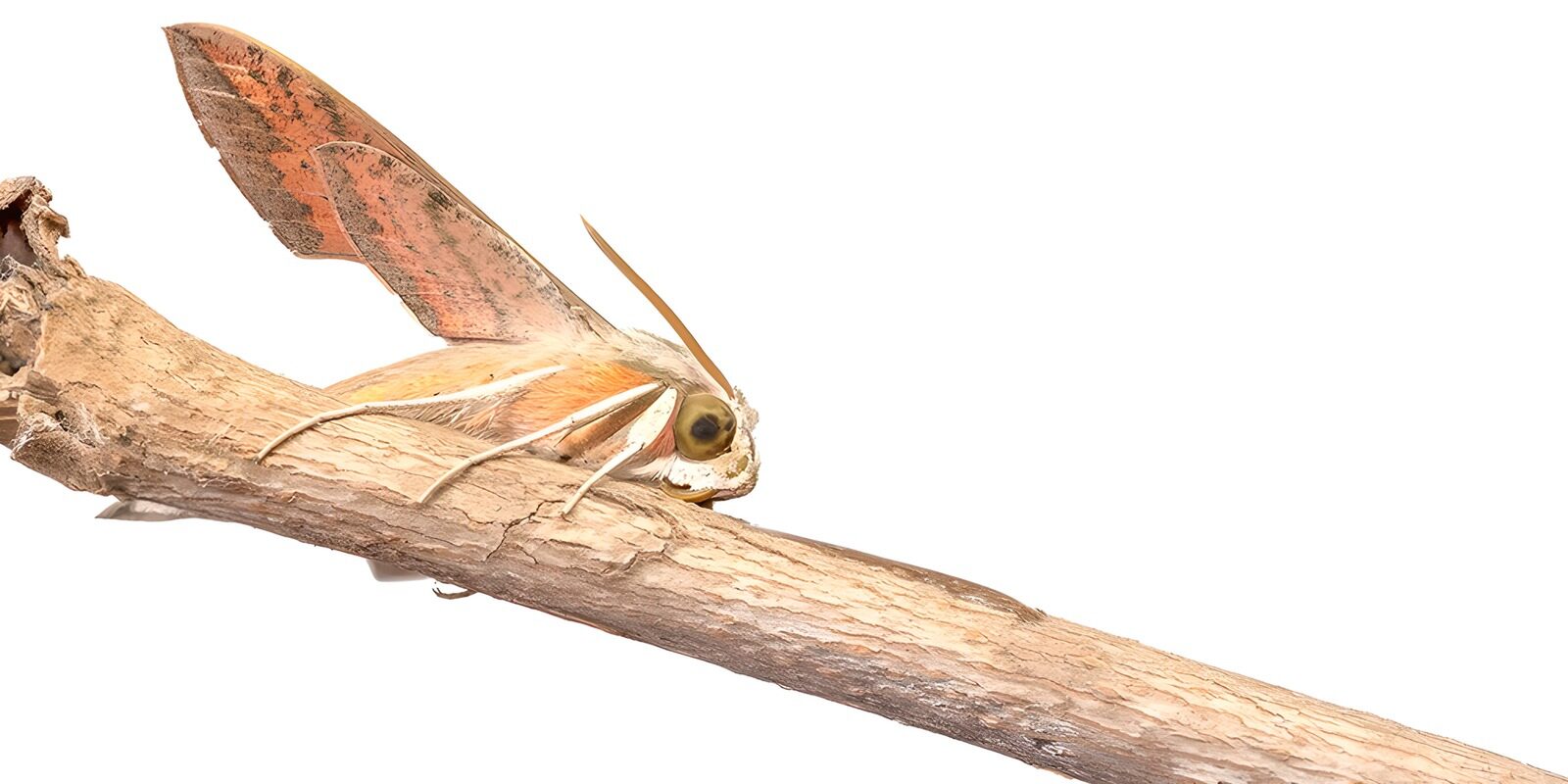 OCCOM3783937: Unique Moth on a Branch