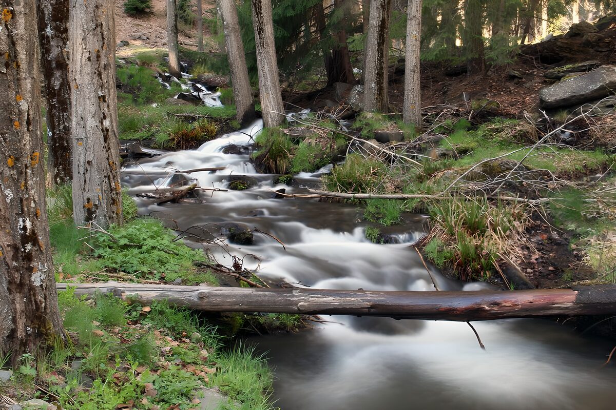 OCCOM9162109: Tranquil Forest Stream