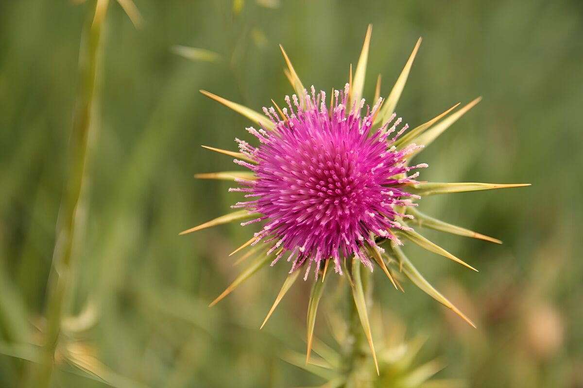 Stunning Purple Thistle Blossom