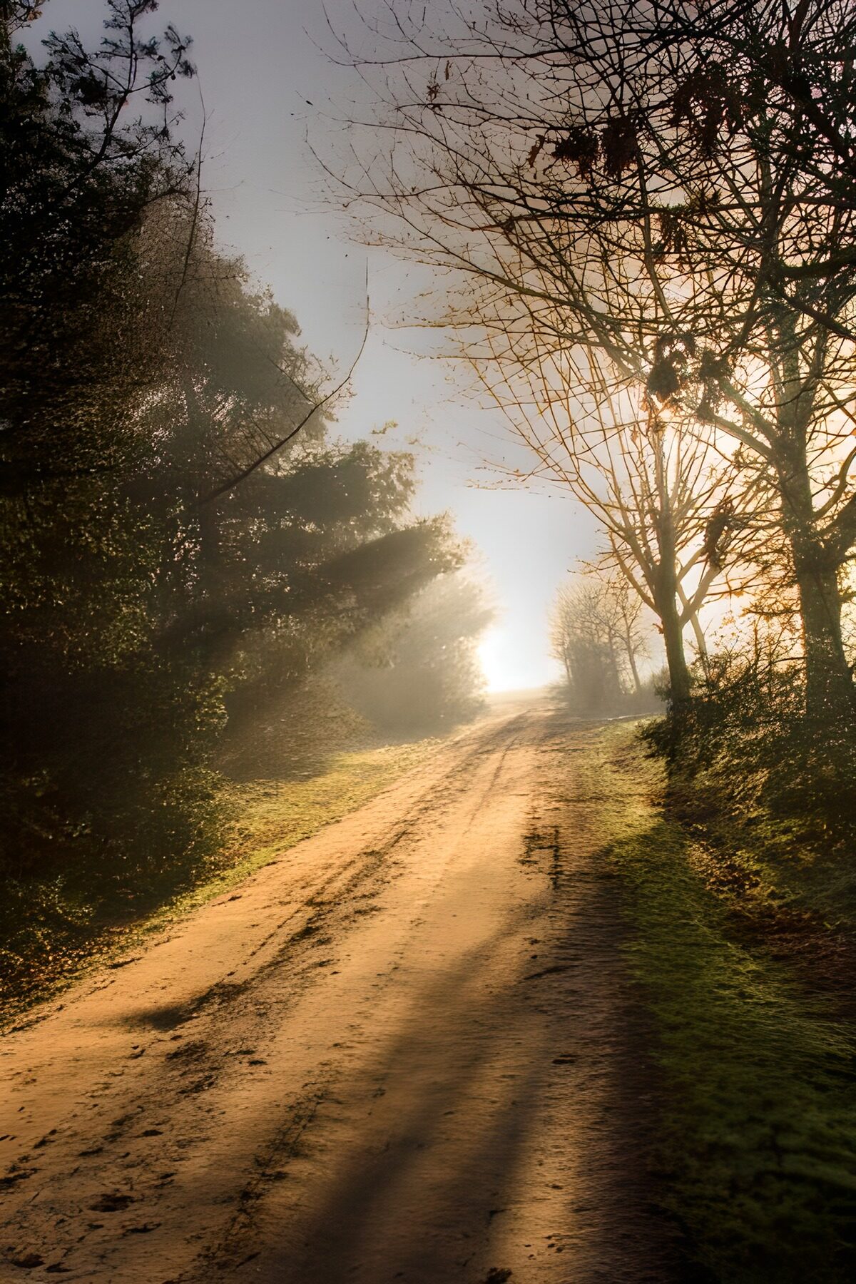 OCCOM7018616: Misty Morning Pathway