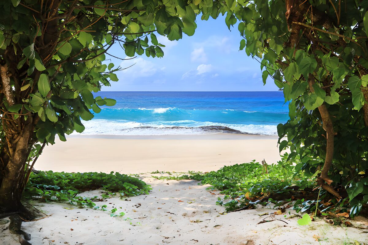 Tranquil Beach View Through Foliage