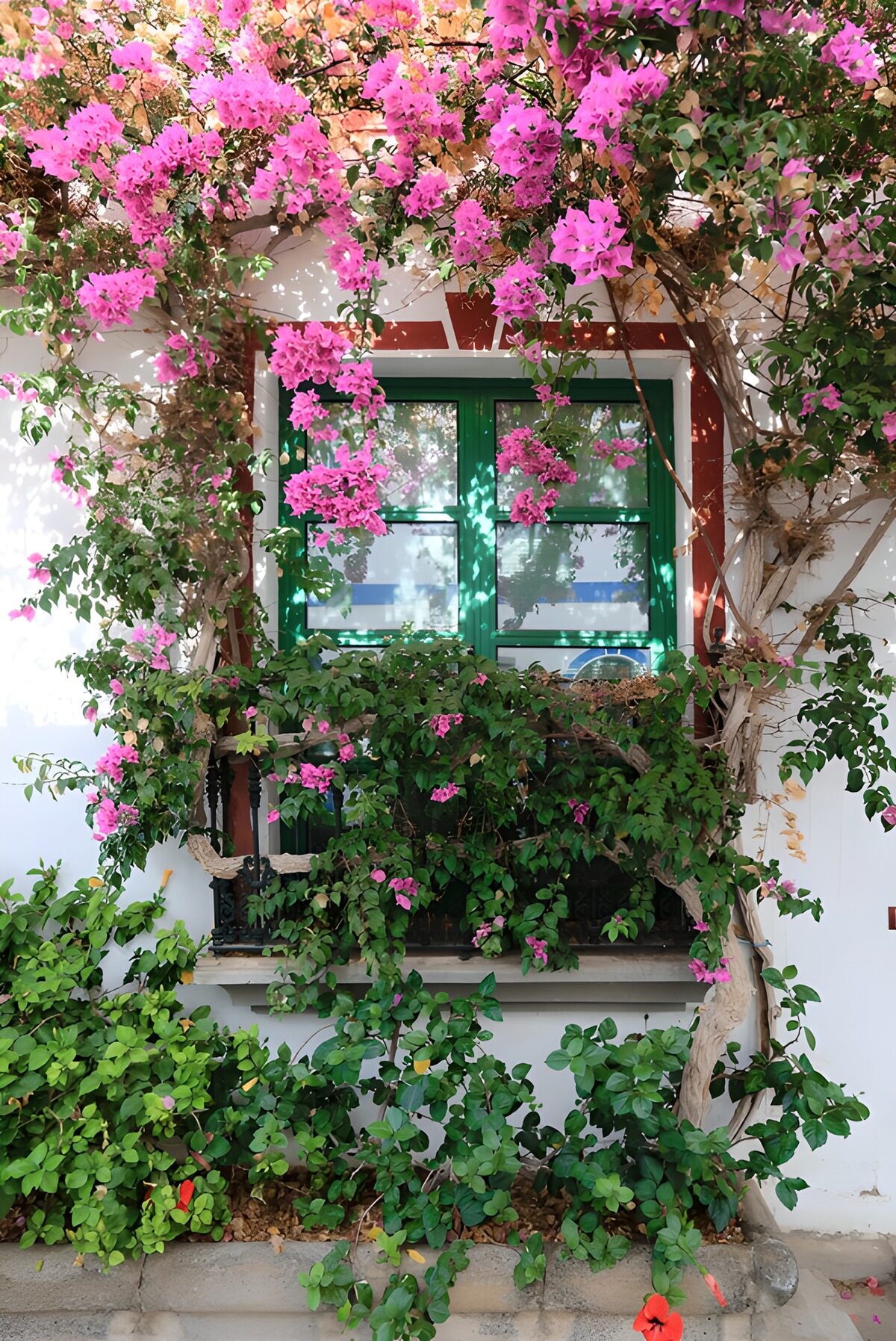 Vibrant Bougainvillea Framing a Window