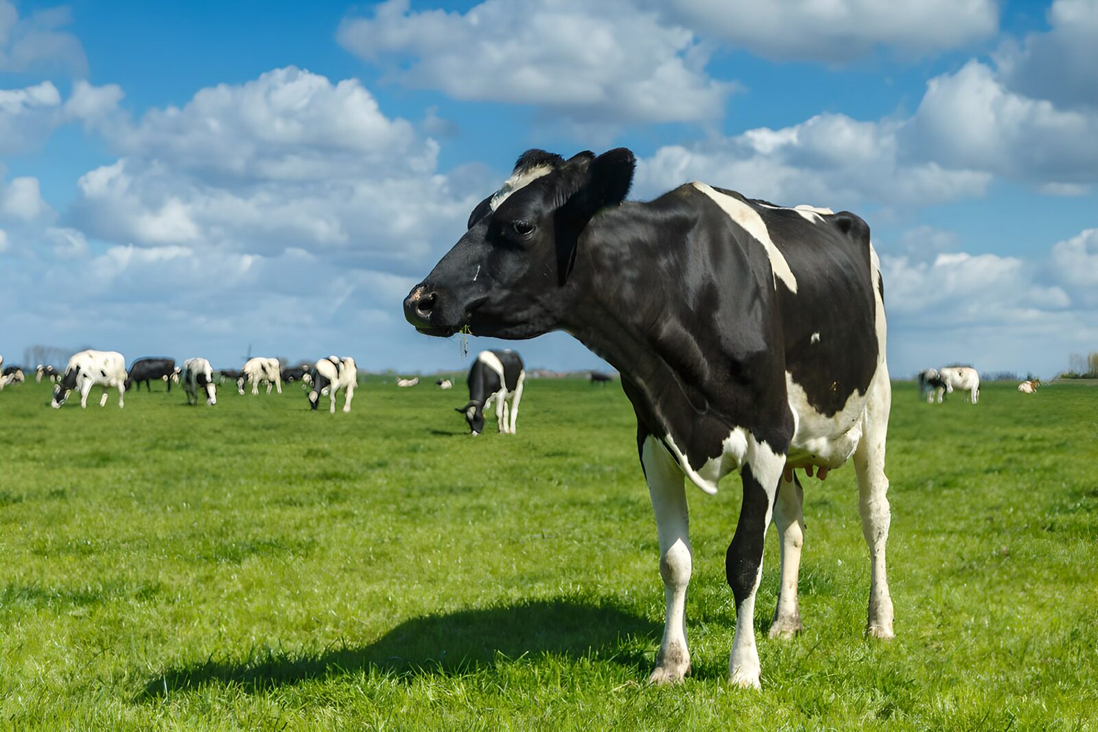 OCCOM3268016: Cow in a Pastoral Landscape
