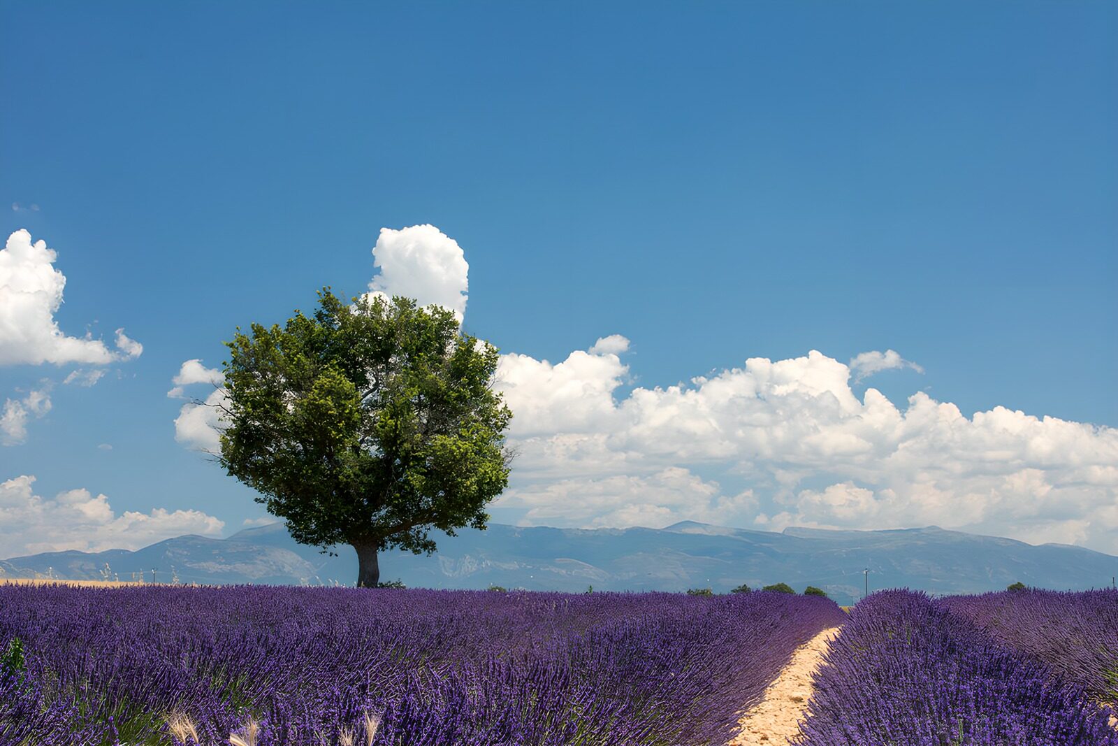 OCCOM7082770: Lavender Field Under a Blue Sky