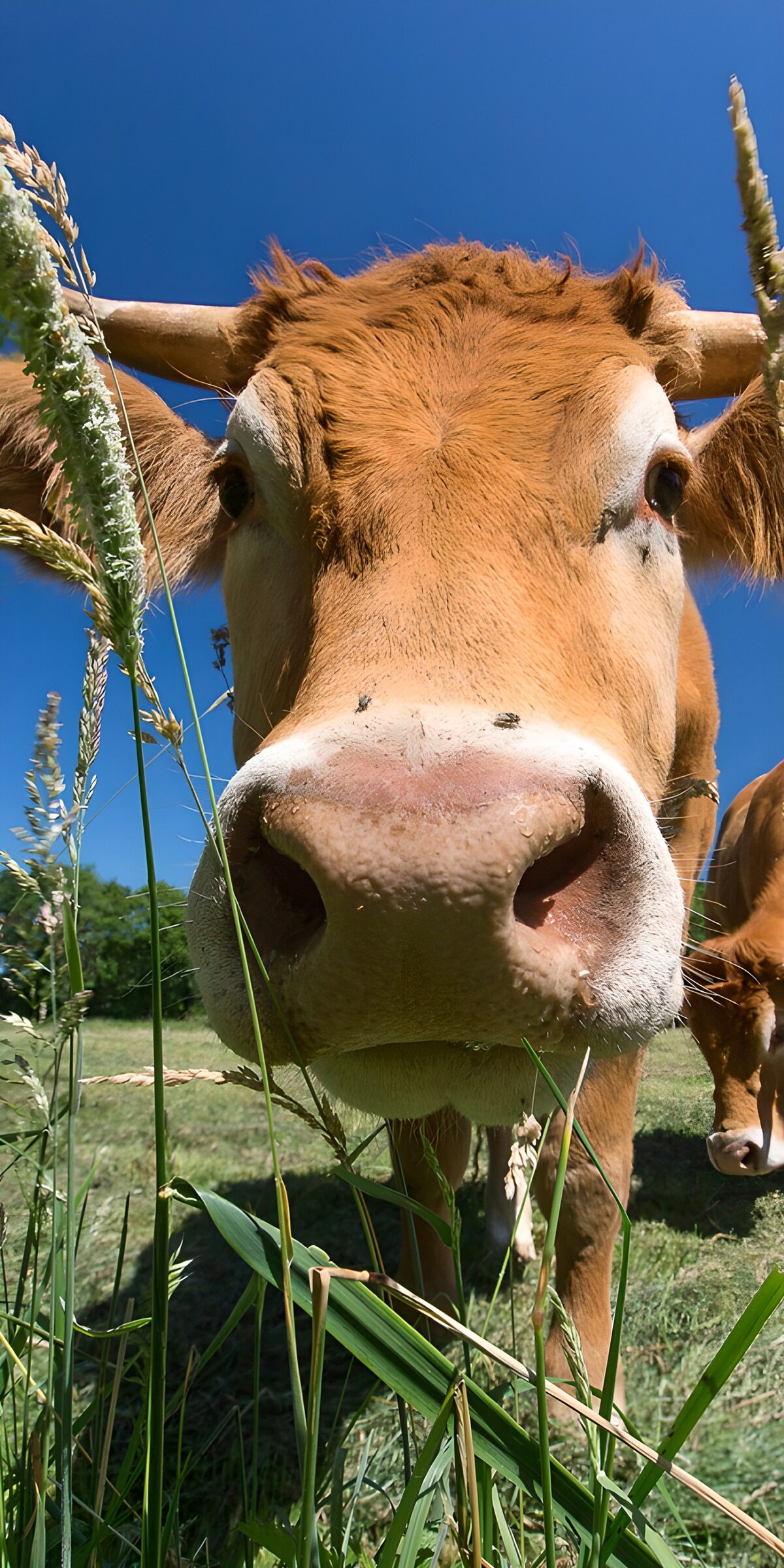 OCCOM6193230: Curious Cow Close-Up in Green Pasture