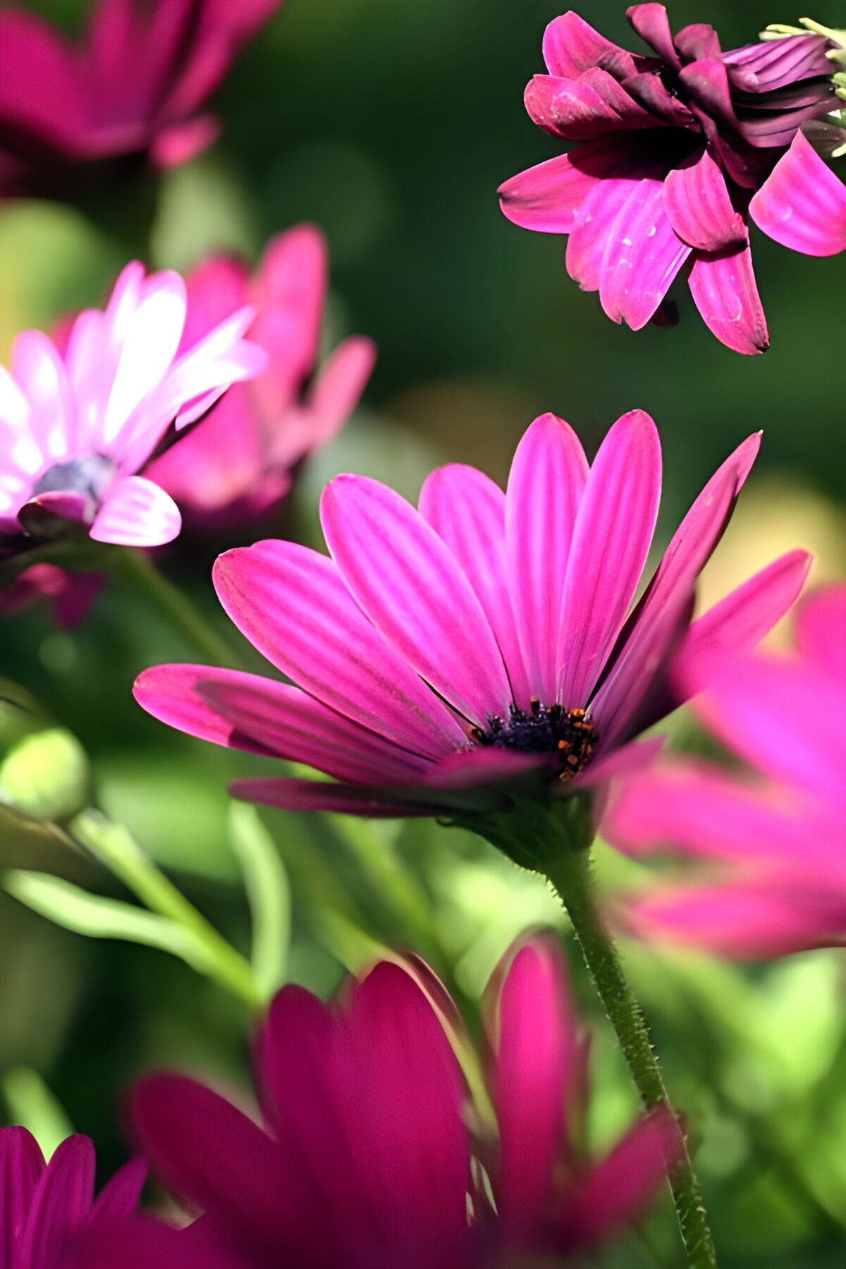 OCCOM2905000: Vibrant Pink Flowers in Bloom