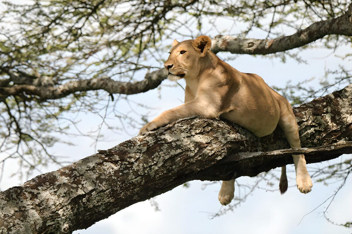 Lioness Relaxing on a Tree Branch