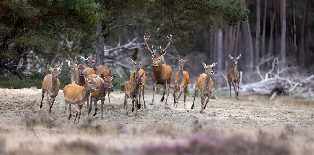 OCCOM1605984: Majestic Herd of Deer in the Wild