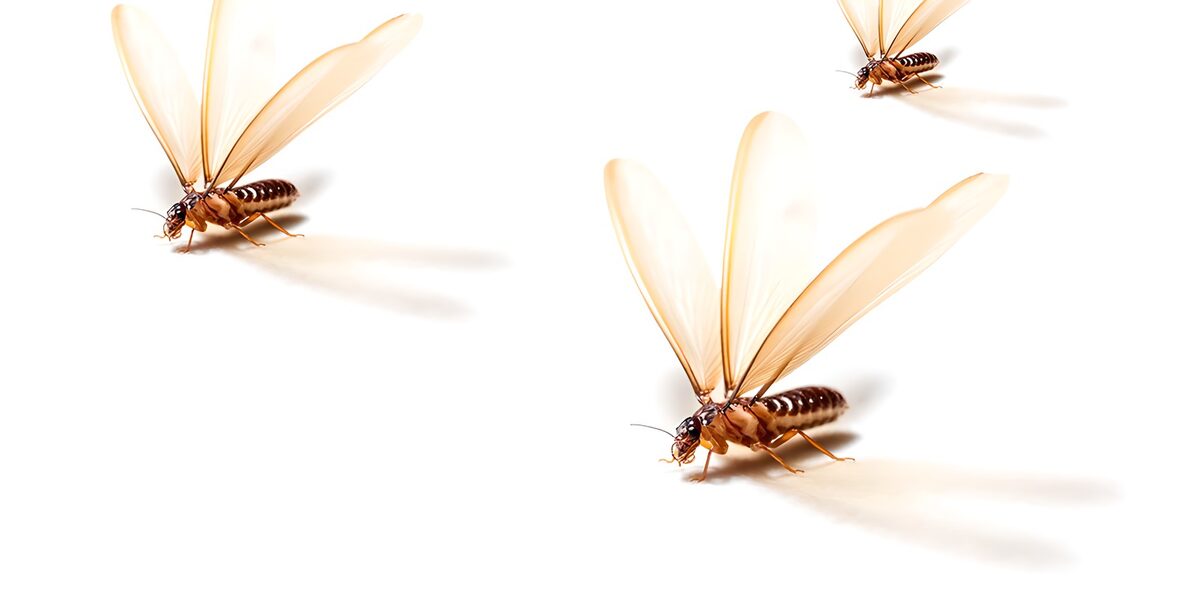Flying Termites in Motion