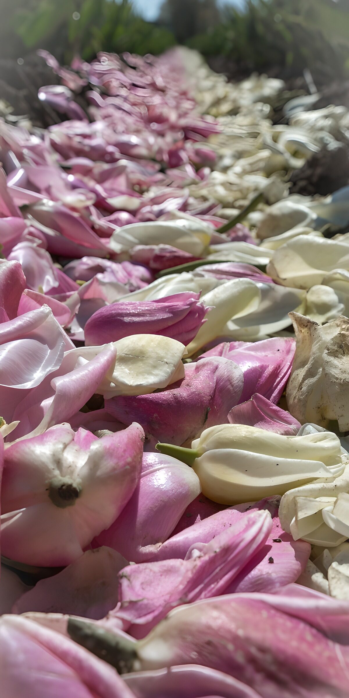 OCCOM1462237: Petals of Spring