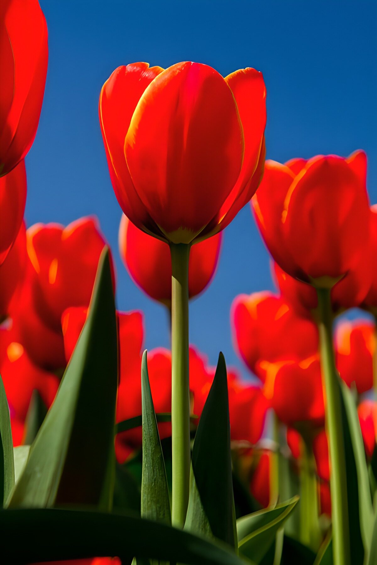 Vibrant Red Tulips Under Clear Blue Sky