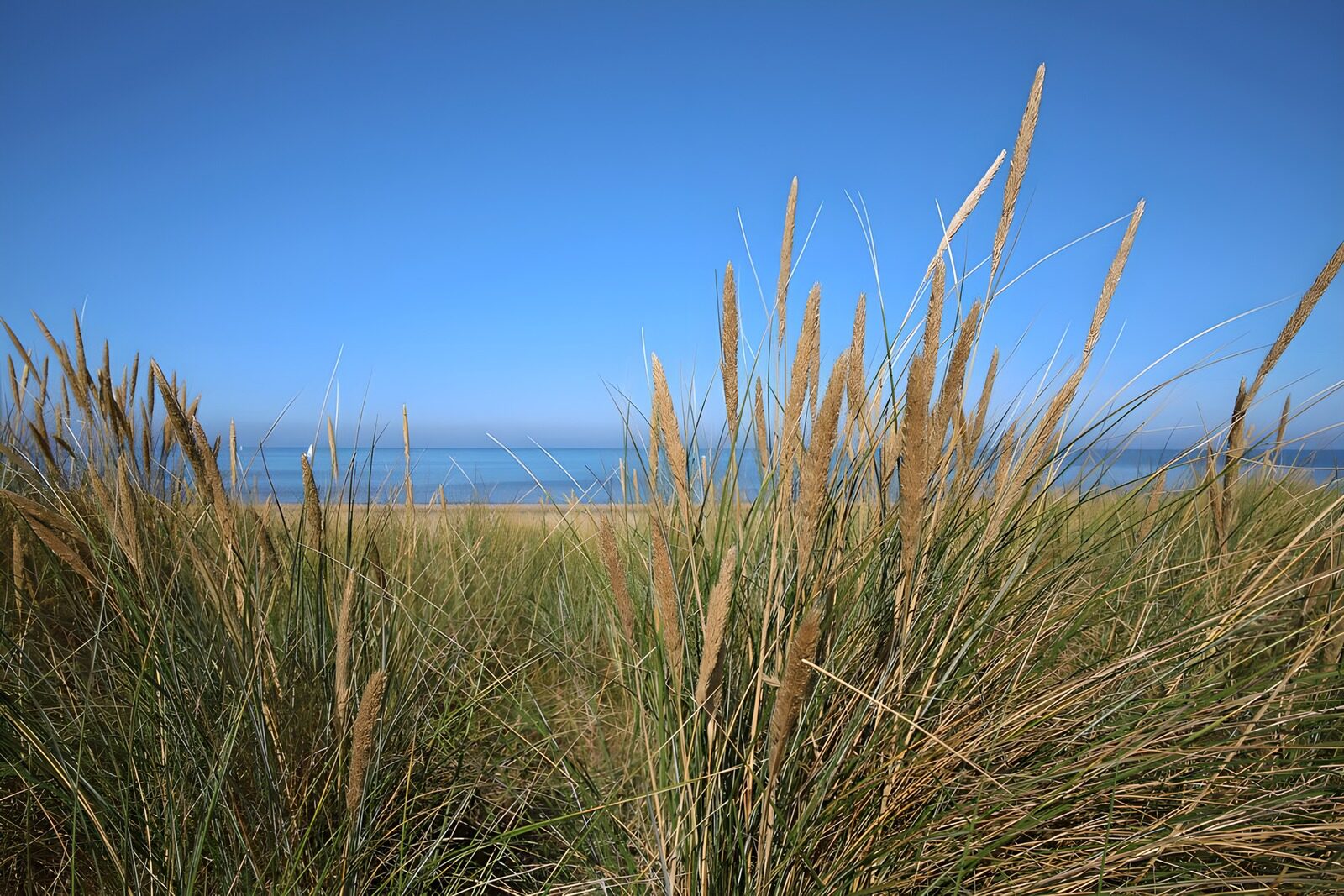 OCCOM3013031: Coastal Grasslands Under Brilliant Blue Sky