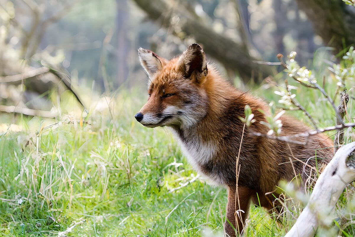 OCCOM3791638: Majestic Fox in Nature