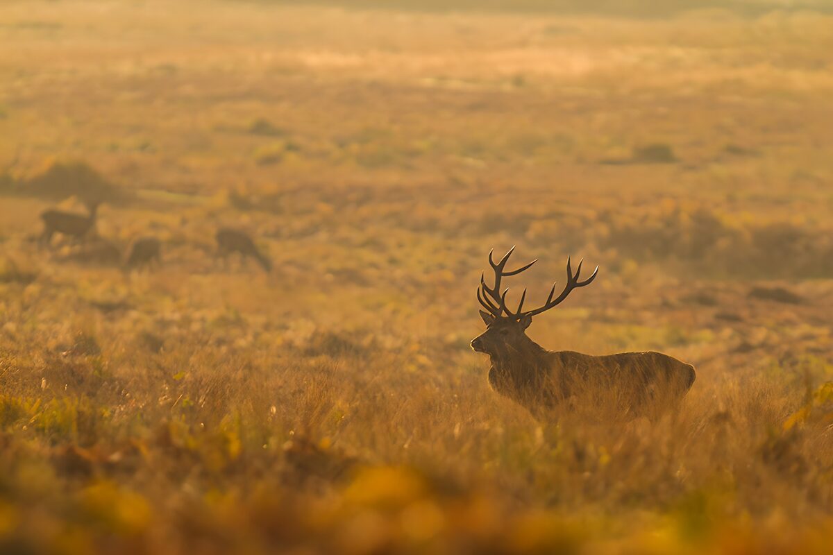 OCCOM8233870: Majestic Stag in Morning Mist