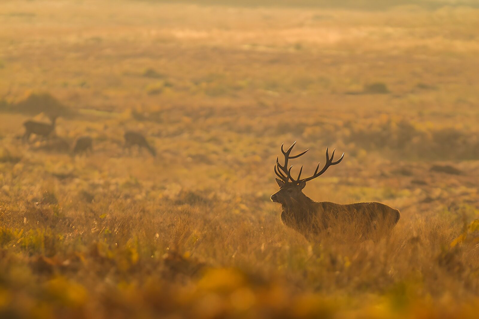 OCCOM8233870: Majestic Stag in Morning Mist