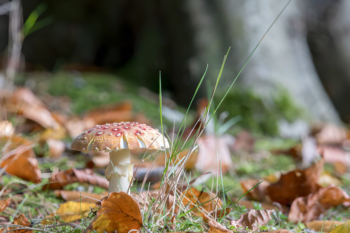 Enigmatic Mushroom Amidst Fallen Leaves