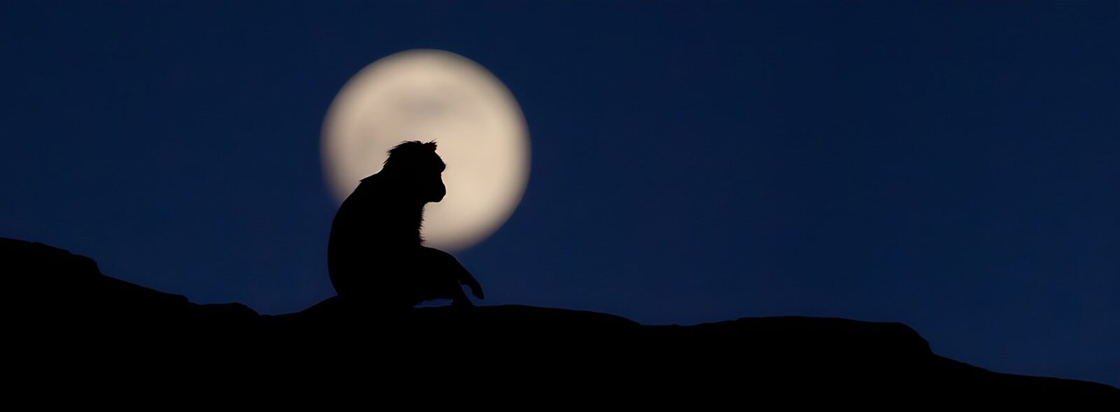 OCCOM3655772: Monkey Silhouette Against Full Moon