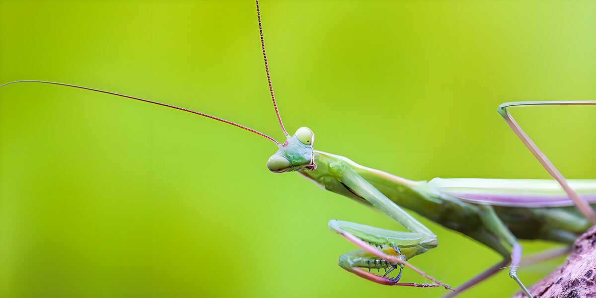 Intricate Green Mantis Close-Up