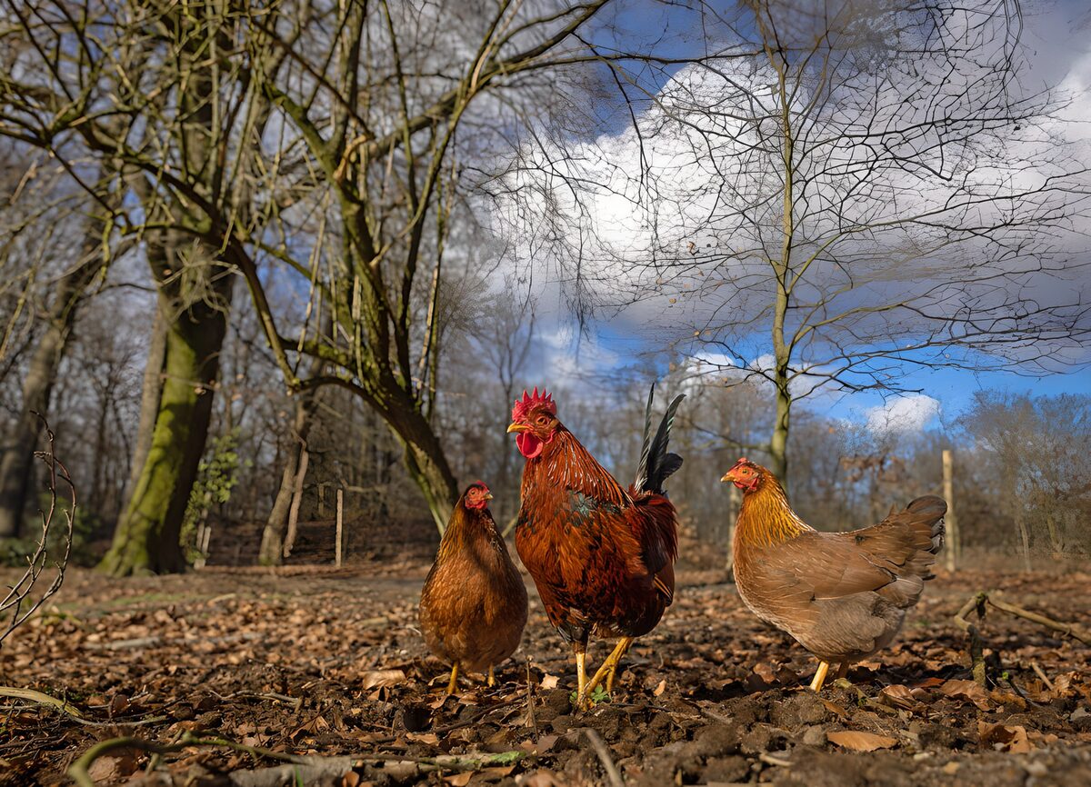 OCCOM6838378: Vibrant Free-Range Chickens in Nature