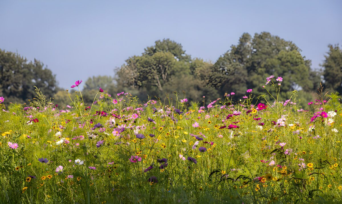 OCCOM3937106: Vibrant Wildflower Meadow in Bloom