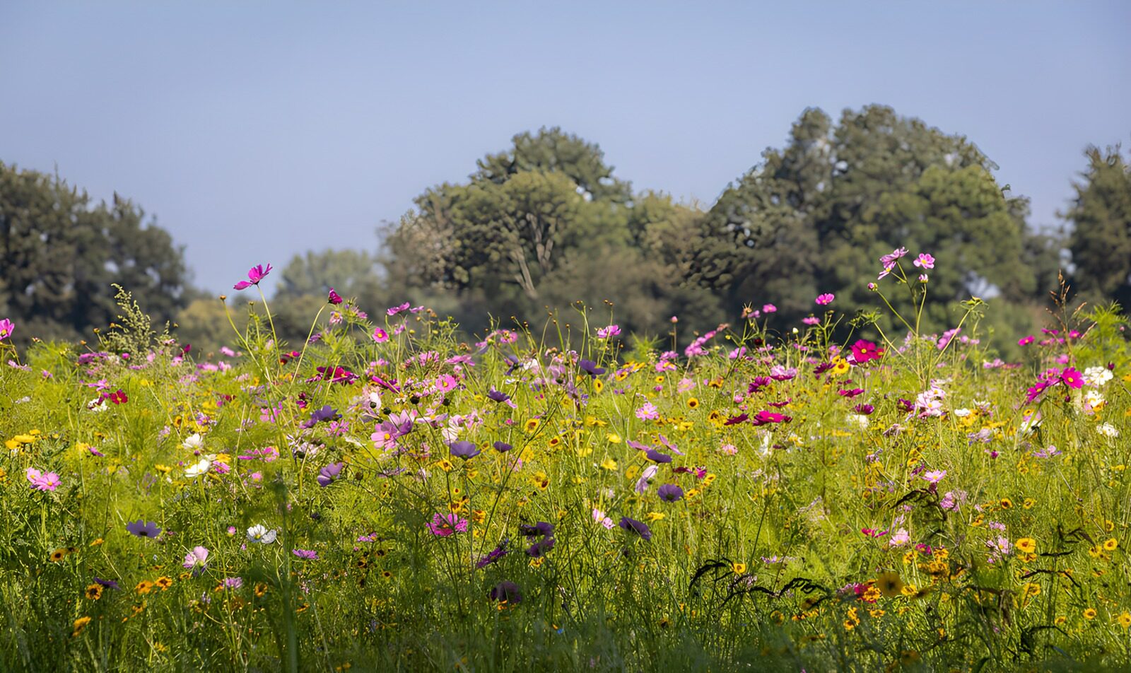 OCCOM3937106: Vibrant Wildflower Meadow in Bloom