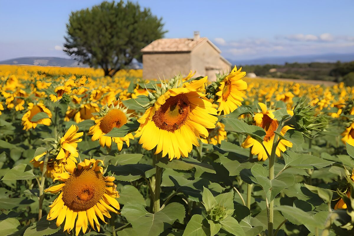 Sunny Field of Sunflowers in Bloom