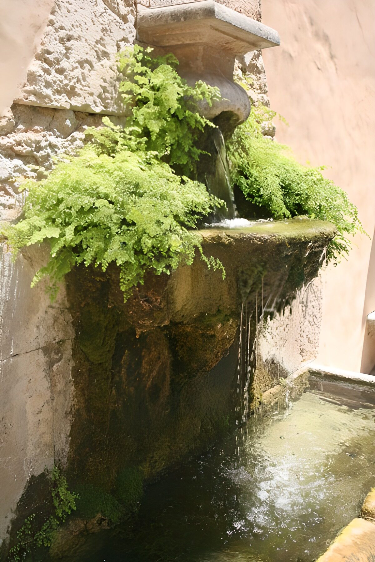 Serene Wall Fountain with Lush Greenery