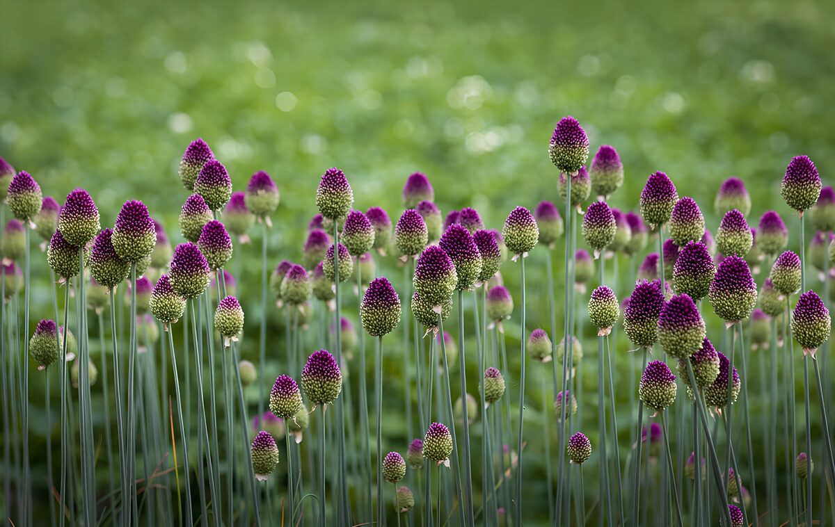 Purple Drumstick Allium Field