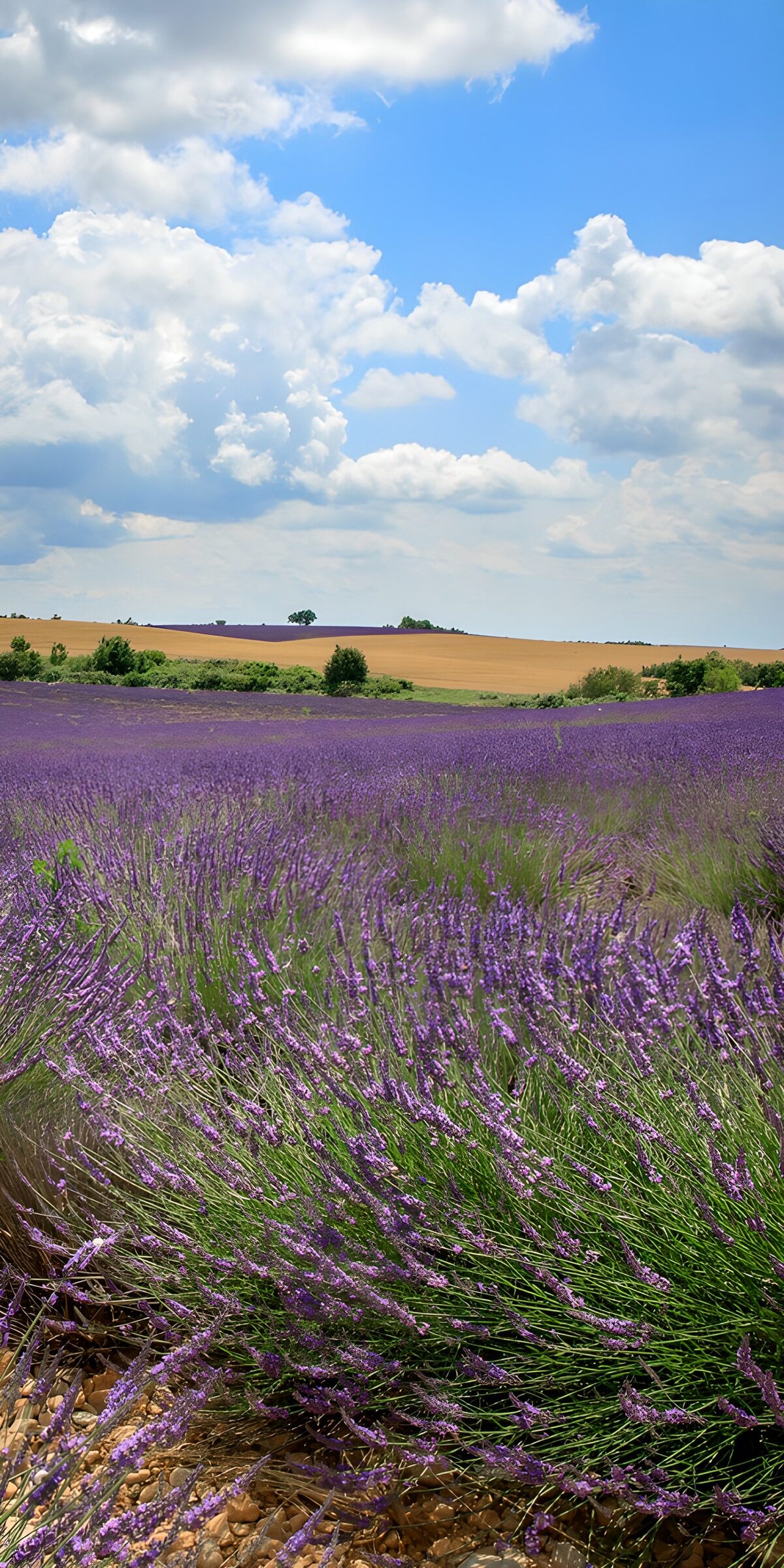 OCCOM1528958: Lavender Fields Under a Blue Sky