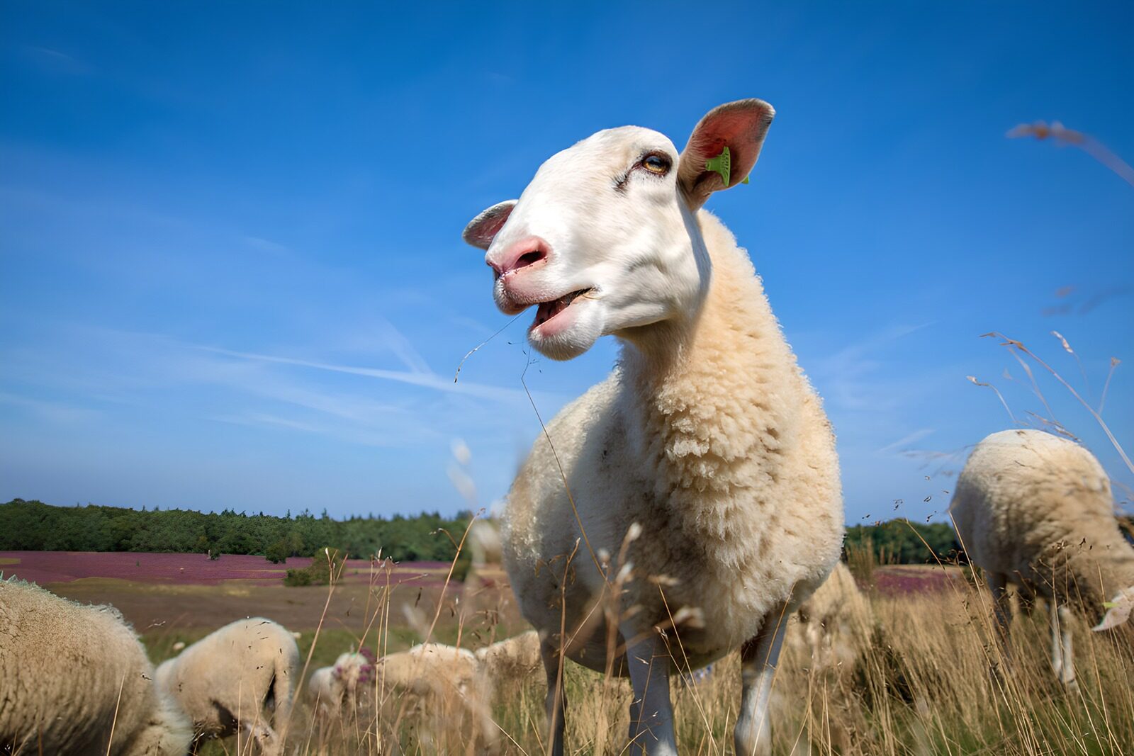 OCCOM3961771: Curious Sheep in a Sunny Meadow