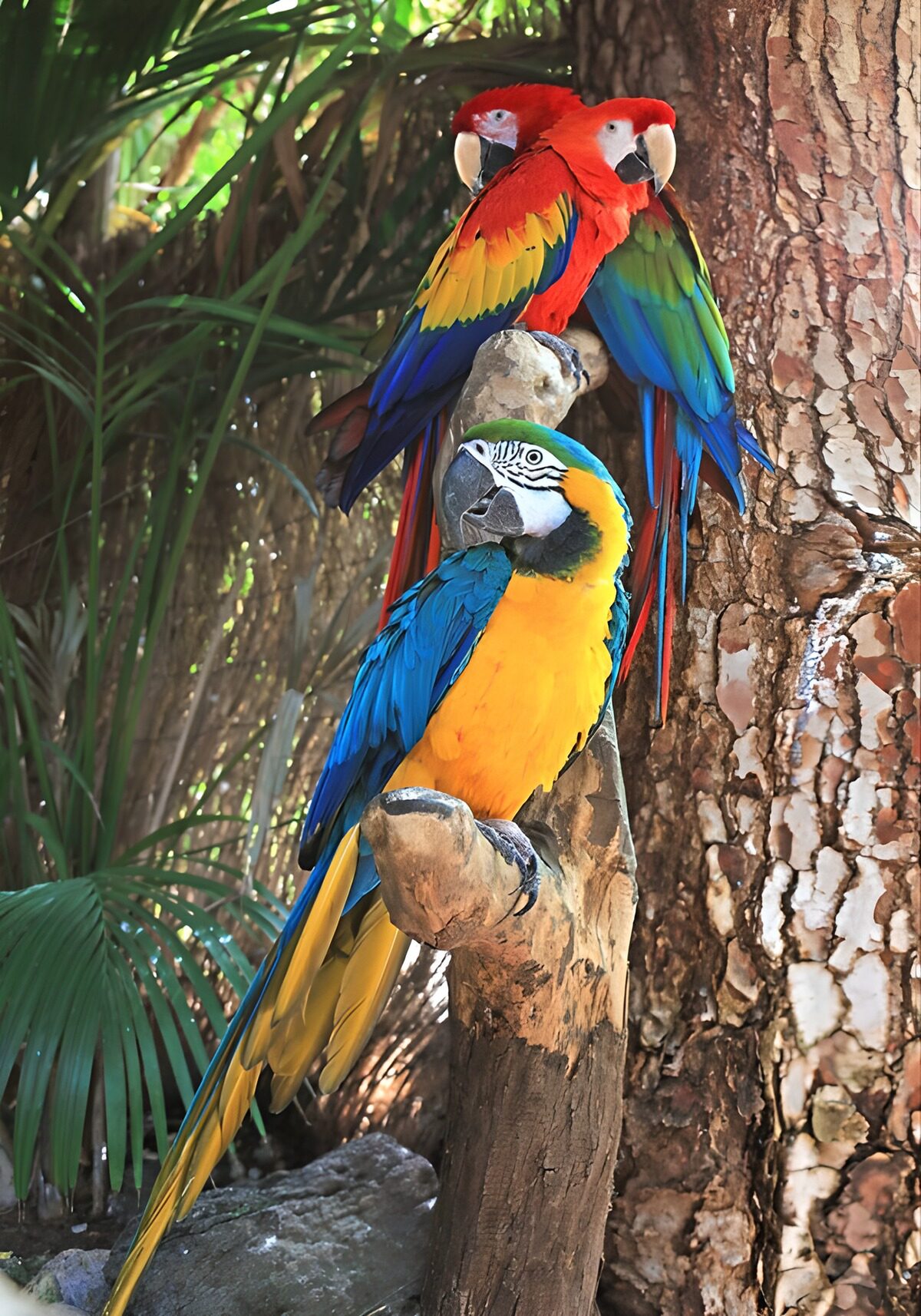 Vibrant Parrots in Tropical Setting