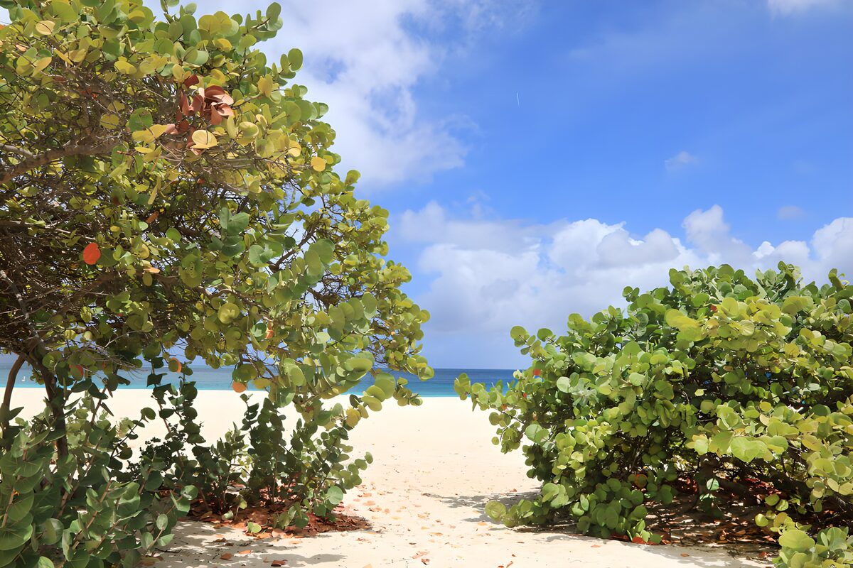OCCOM4341076: Tranquil Beach View with Lush Greenery